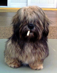 Imagem de Teddy