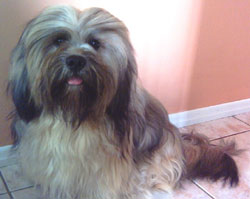 Imagem de Teddy
